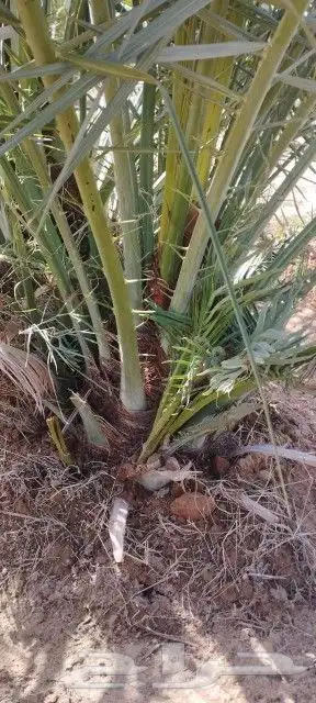 يوجد لدينا جميع انواع النخيل 1