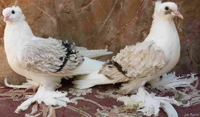 مفتل مكتف 12