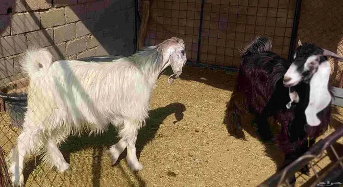 تيوس للبيع 4