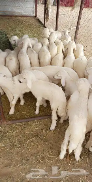 ذبايح مع الذبخ والتوصيل 16