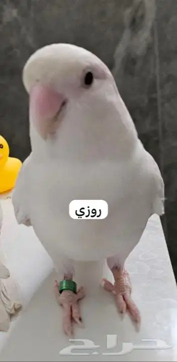 ببغاء روز الباينو ( اليف و هدد داخلي ) 2