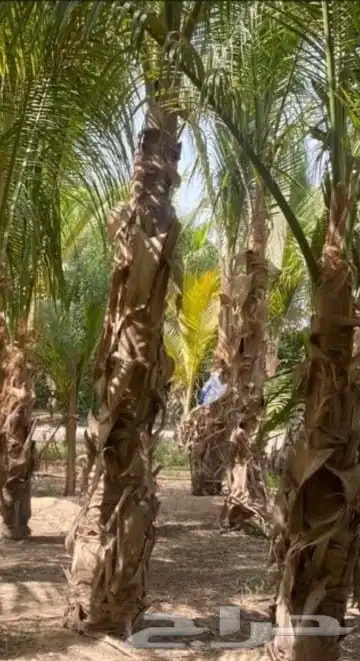 نخل للبيع جميع انواع أنخيل 5