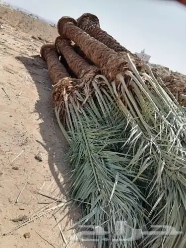 نخل للبيع جميع انواع أنخيل 3