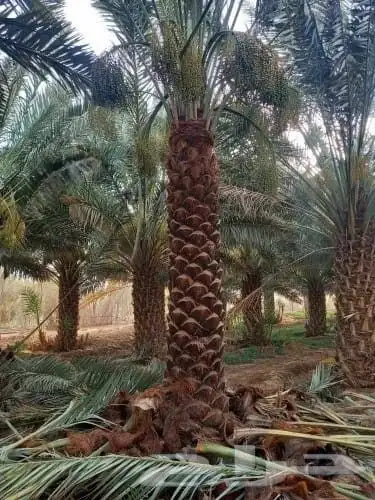 نخل للبيع جميع انواع أنخيل 8