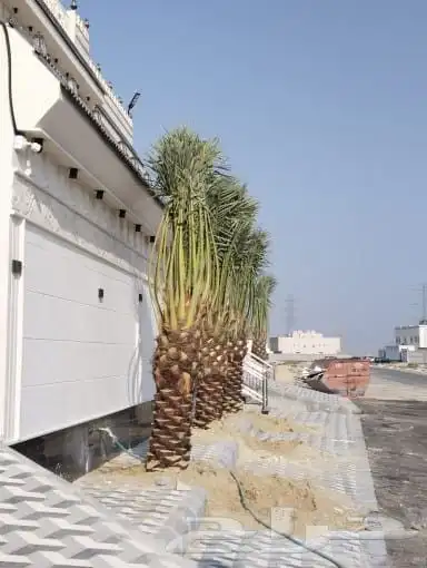 زراعه جميع انواع النخيل العربي واشنطني واعمال الشبوك وتوريده 5