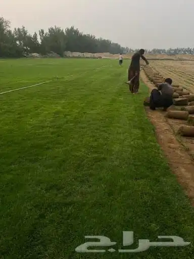 نجيله خضراء 0