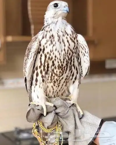 مطلوب صقر حر كفو 0