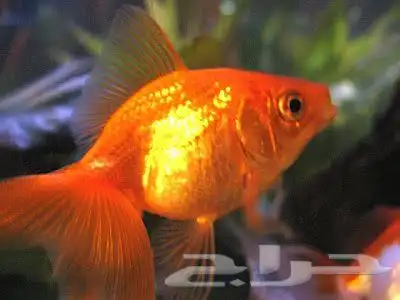 سمك زينه للبيع 11