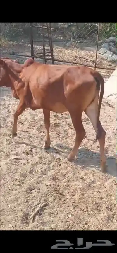 خبشة للبيع (المجاردة ثربان ) index