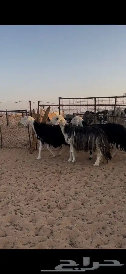 نجد دفيع تامات الموقع الخرج 3