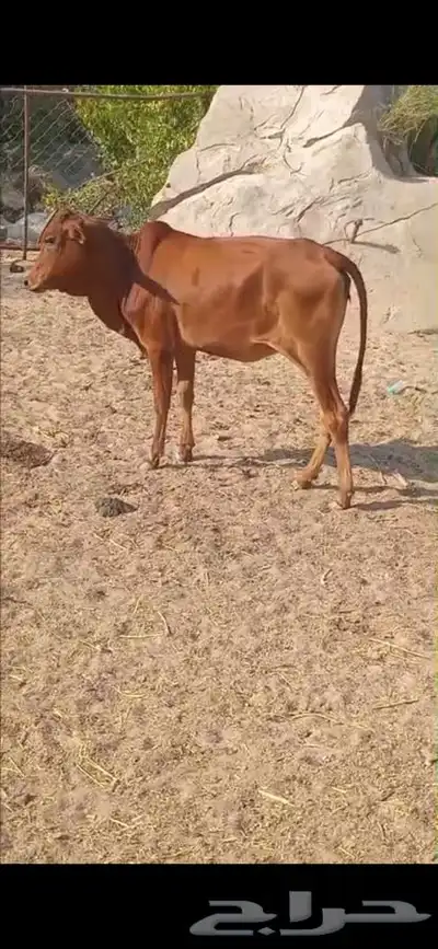 خبشة للبيع (المجاردة ثربان ) index