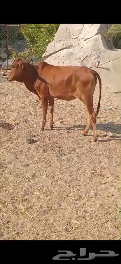 خبشة للبيع (المجاردة ثربان ) 4