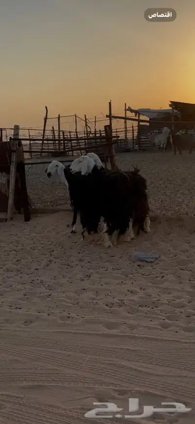 نجد دفيع تامات الموقع الخرج index