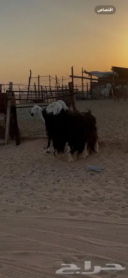 نجد دفيع تامات الموقع الخرج 2