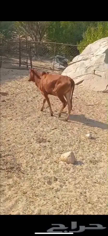 خبشة للبيع (المجاردة ثربان ) 3