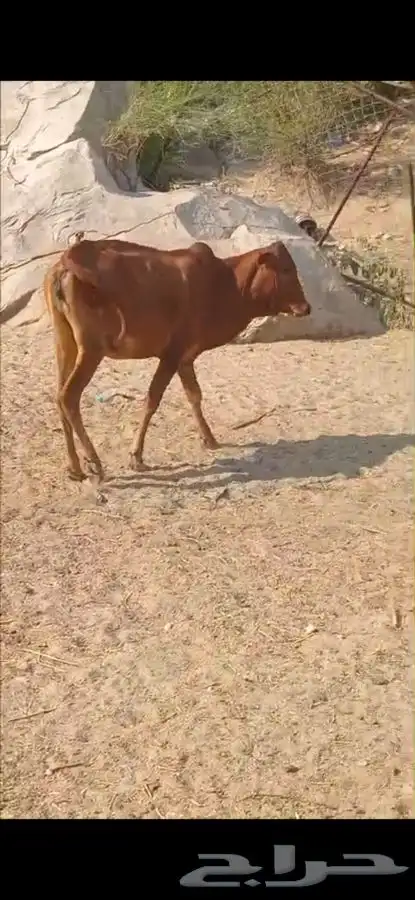 خبشة للبيع (المجاردة ثربان ) 2
