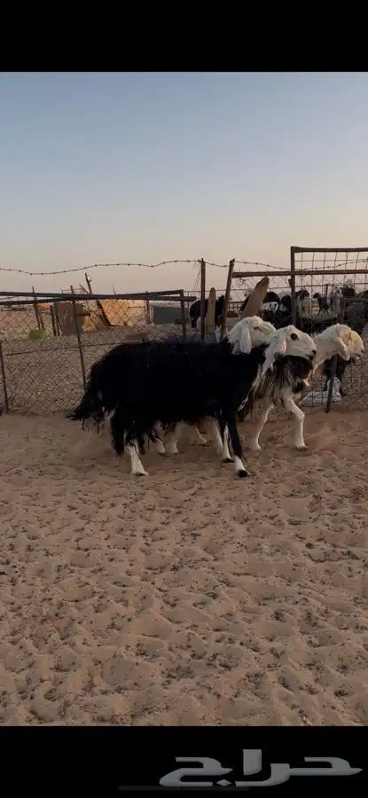 نجد دفيع تامات الموقع الخرج 1