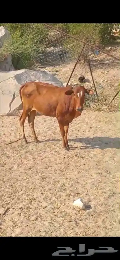 خبشة للبيع (المجاردة ثربان ) 0