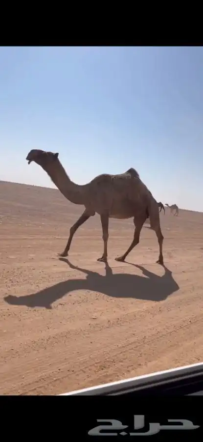 للبيع لقحه صفر ا ملاقي كفووو 0