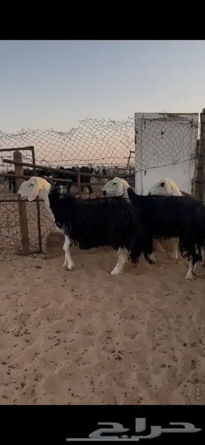 نجد دفيع تامات الموقع الخرج index