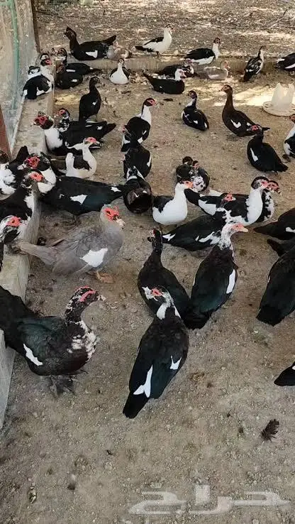 مطلوب بيض بط مصري او بح لتفقيس 1