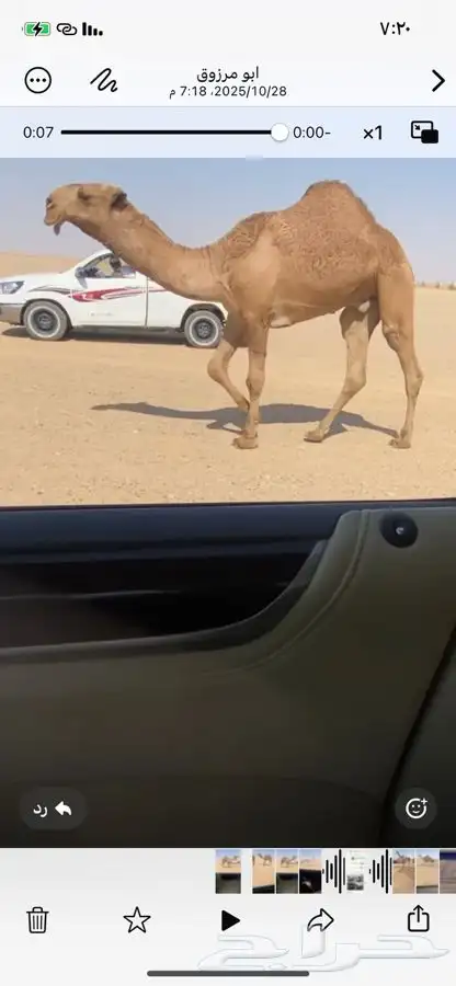 البيع القعود 0