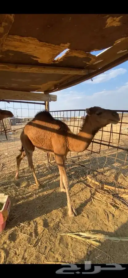 قعود للبيع 3