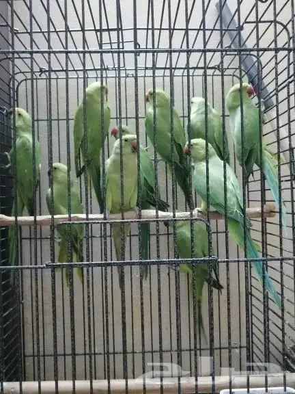 ببغاء دره للبيع 0
