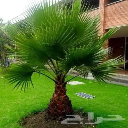 نخيل للبيع 2