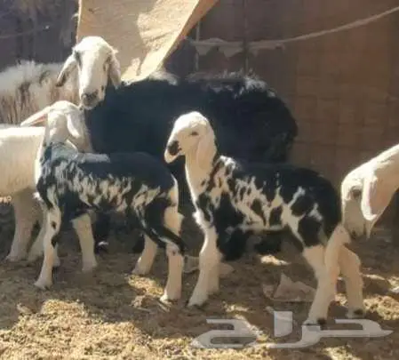2 نعاج نجد تحتها 4 بهم 5