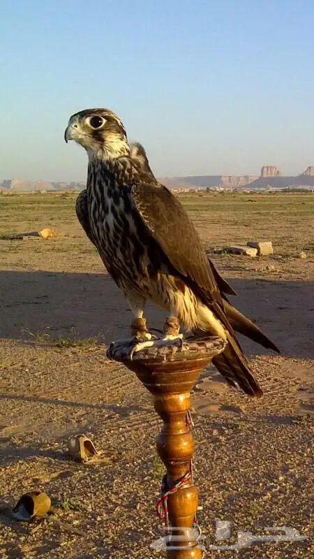 مطلوب طير وكري او جير تبع بسعر طيب 0