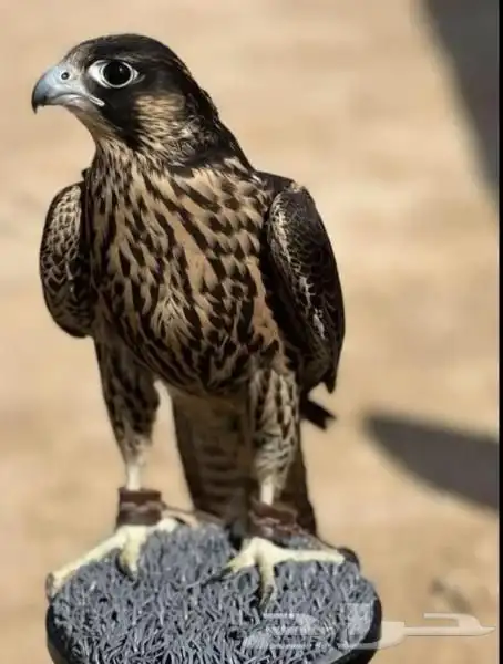 مطلوب طير وكري او جير تبع بسعر طيب 1