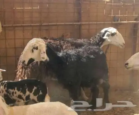 2 نعاج نجد تحتها 4 بهم 4