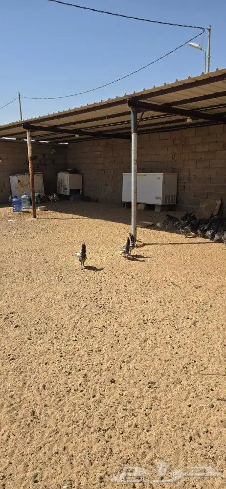 للبيع دجاج وديوك 3