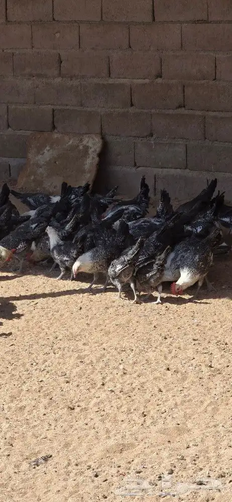 للبيع دجاج وديوك 4