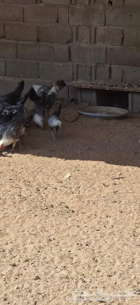 للبيع دجاج وديوك 2