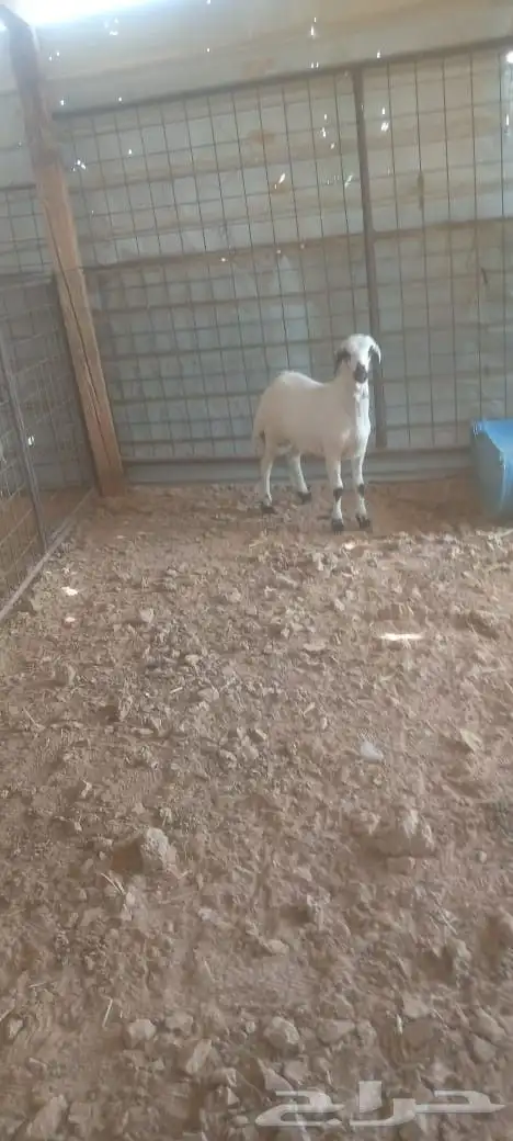 خروف لباني مقفل شحم على الحليب والشعير والبرسيم 4