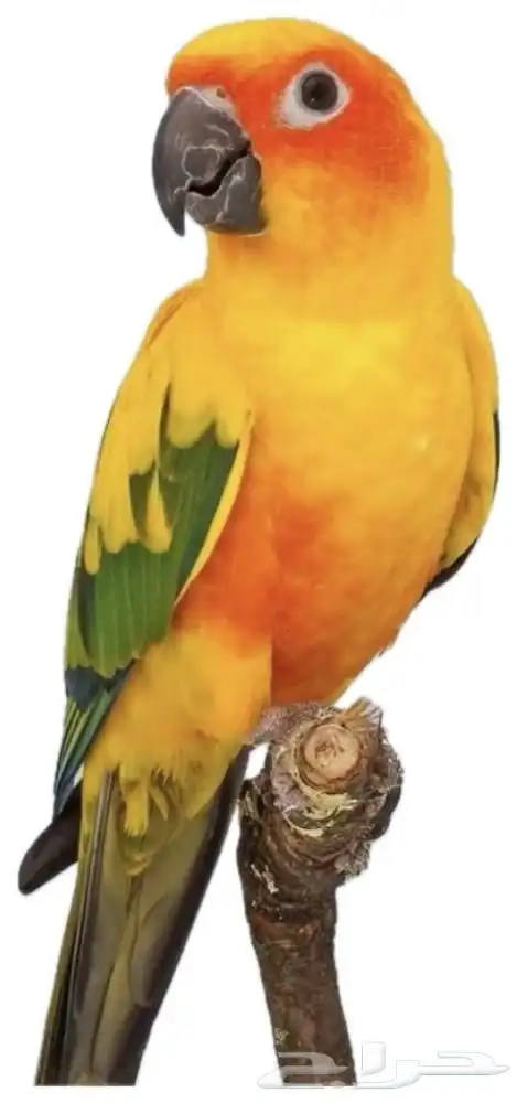 ببغاء صن كنيورر 1