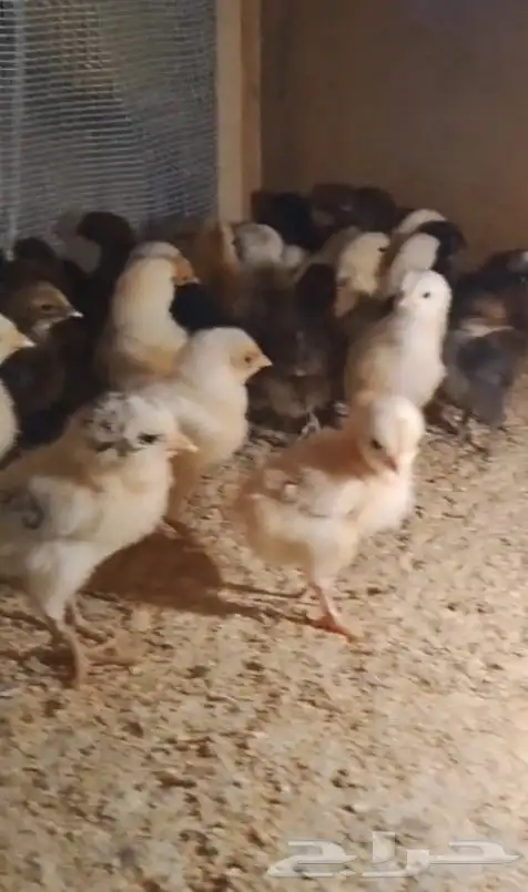 صيصان براهما وصيصان تركي فواخررر 6