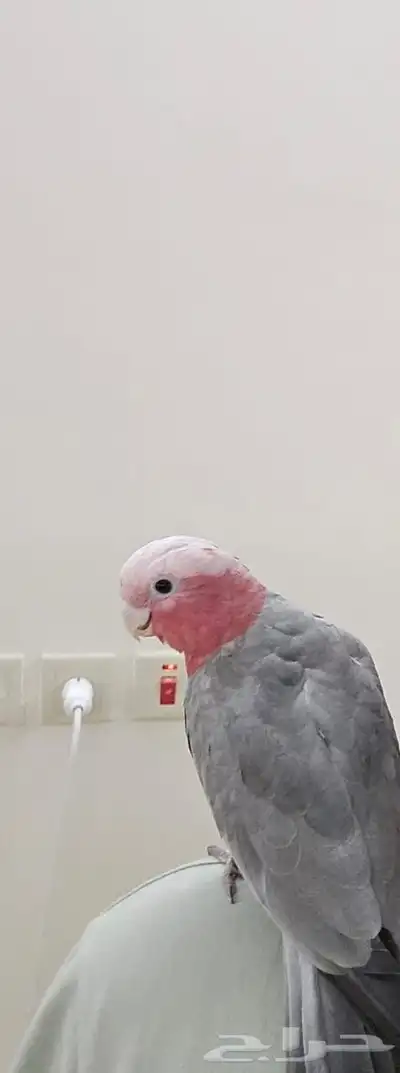 كوكاتو قالا index