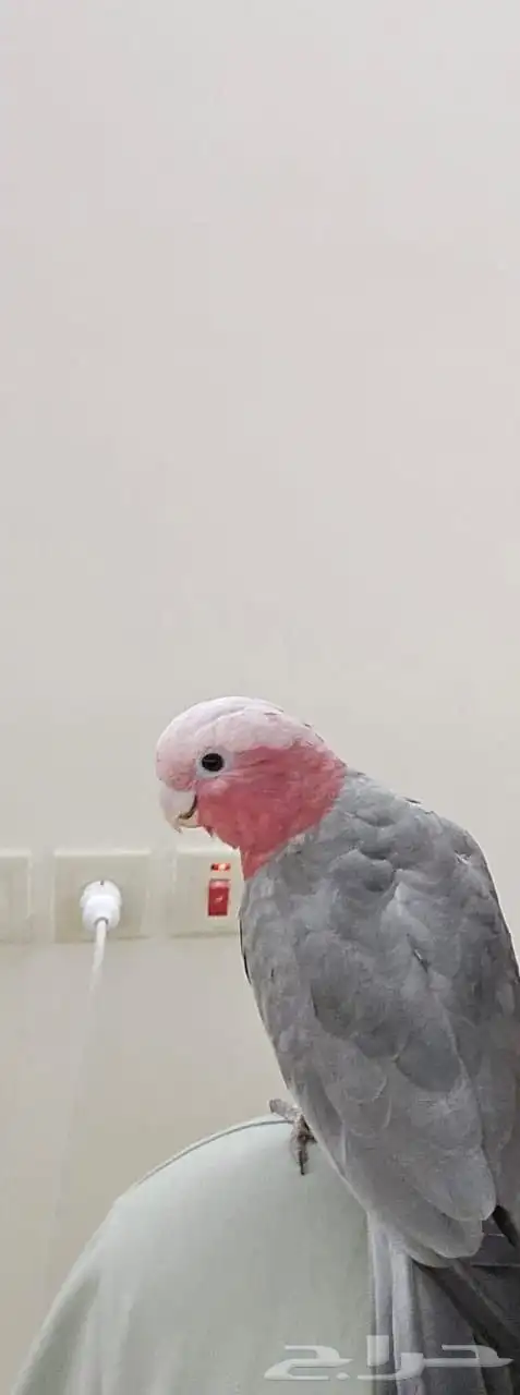 كوكاتو قالا 0