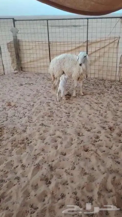 حريه مطفل مزاد 6ساعات 1