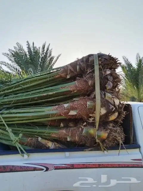 نخل للبيع جميع انواع أنخيل 16