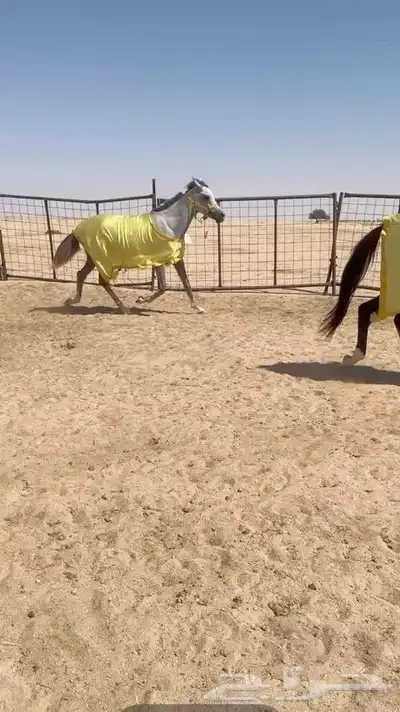 حصان واهو index