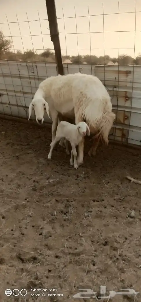 فحل حري صنف الصنف فاخر من الاخر 5