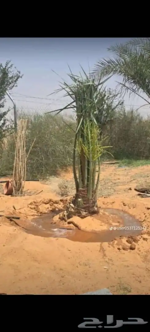 يوجد لدينا توريد جميع انواع نخيل 2