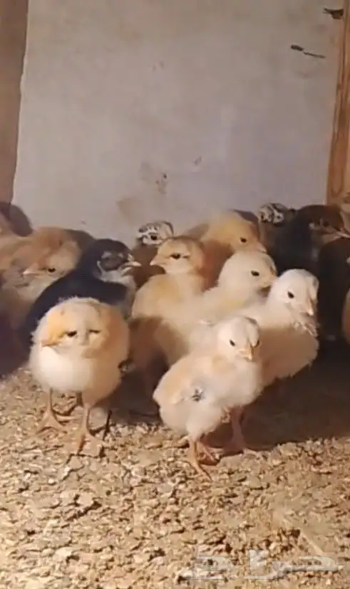 صيصان براهما وصيصان تركي فواخررر 0