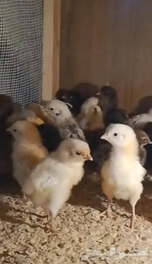 صيصان براهما وصيصان تركي فواخررر 1