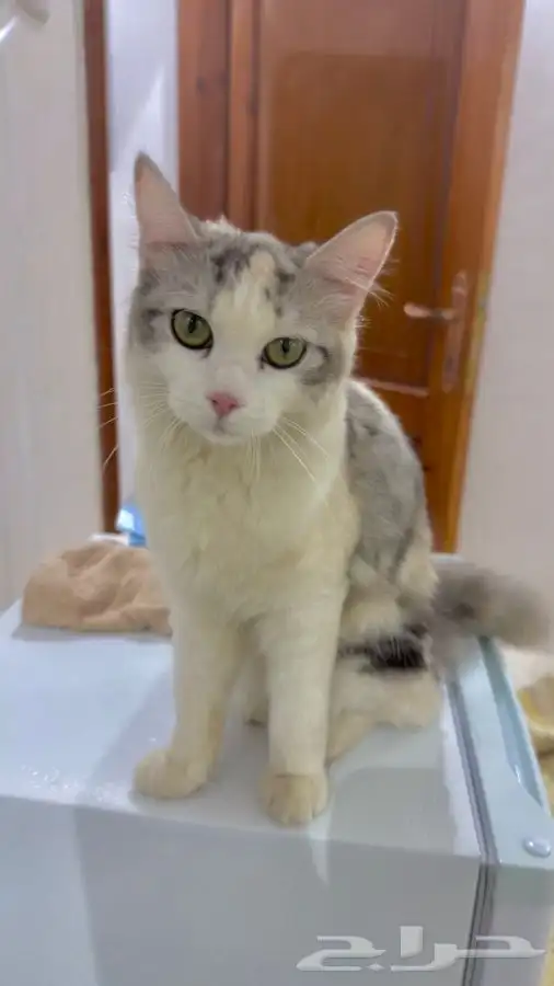 قط شيرازي 1