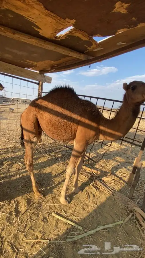 قعود للبيع 0